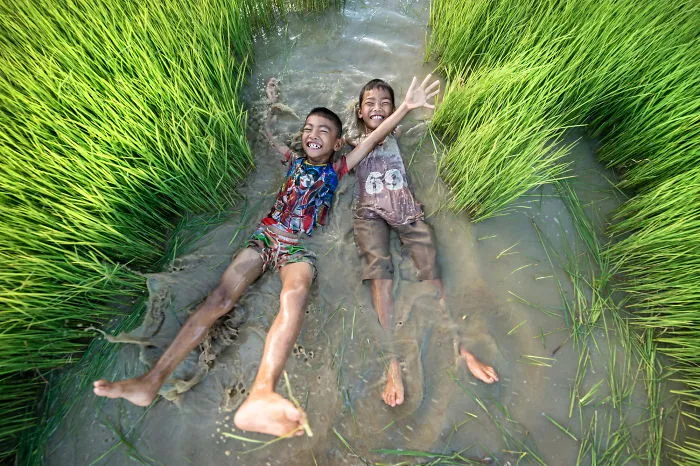 47 Hypnotizing Rice Fields That Look Like Broken Glass