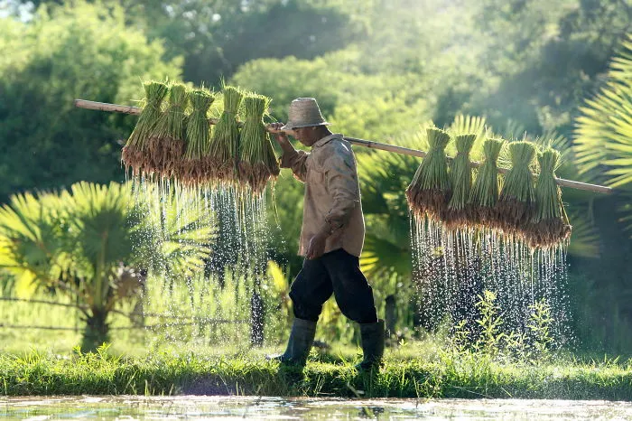 47 Hypnotizing Rice Fields That Look Like Broken Glass