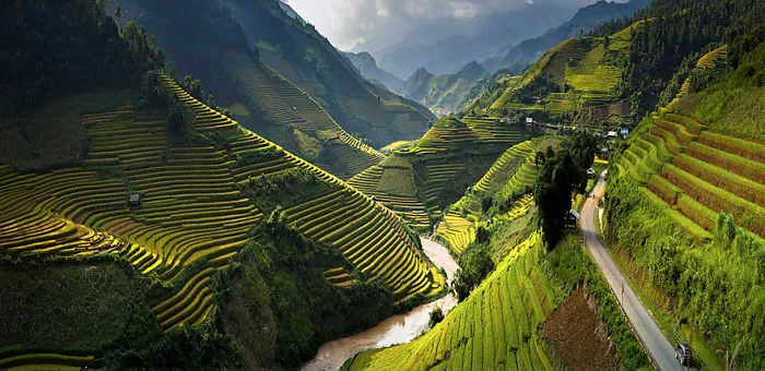 47 Hypnotizing Rice Fields That Look Like Broken Glass