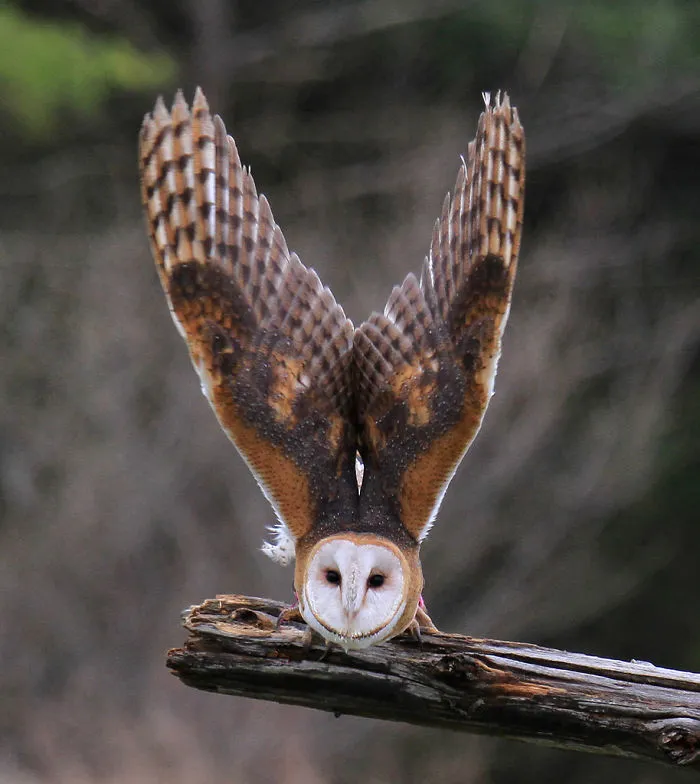 112 Majestic Owls Caught On Camera