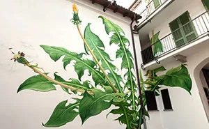 I Paint Weed Murals That Slowly Take Over The City (Gifs+Video)