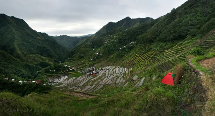47 Hypnotizing Rice Fields That Look Like Broken Glass