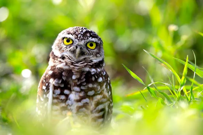 112 Majestic Owls Caught On Camera