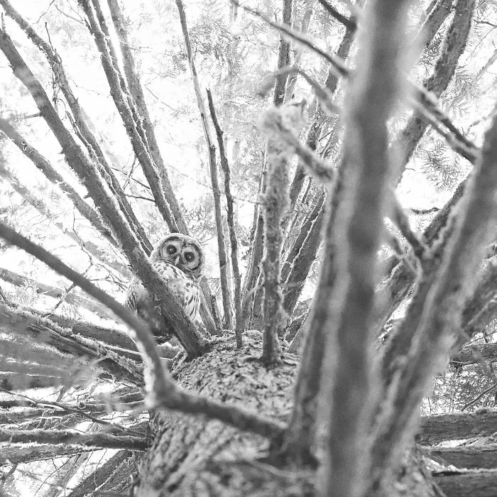 112 Majestic Owls Caught On Camera
