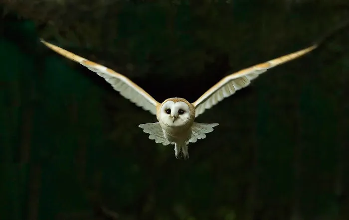 112 Majestic Owls Caught On Camera