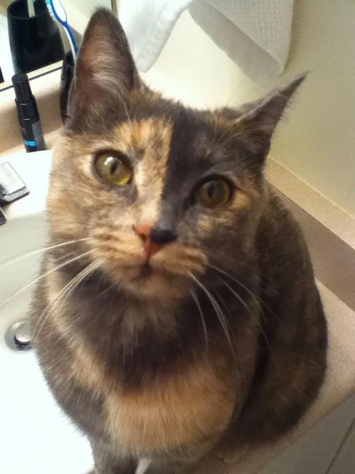 Alice- The Other Two Faced Kitten
