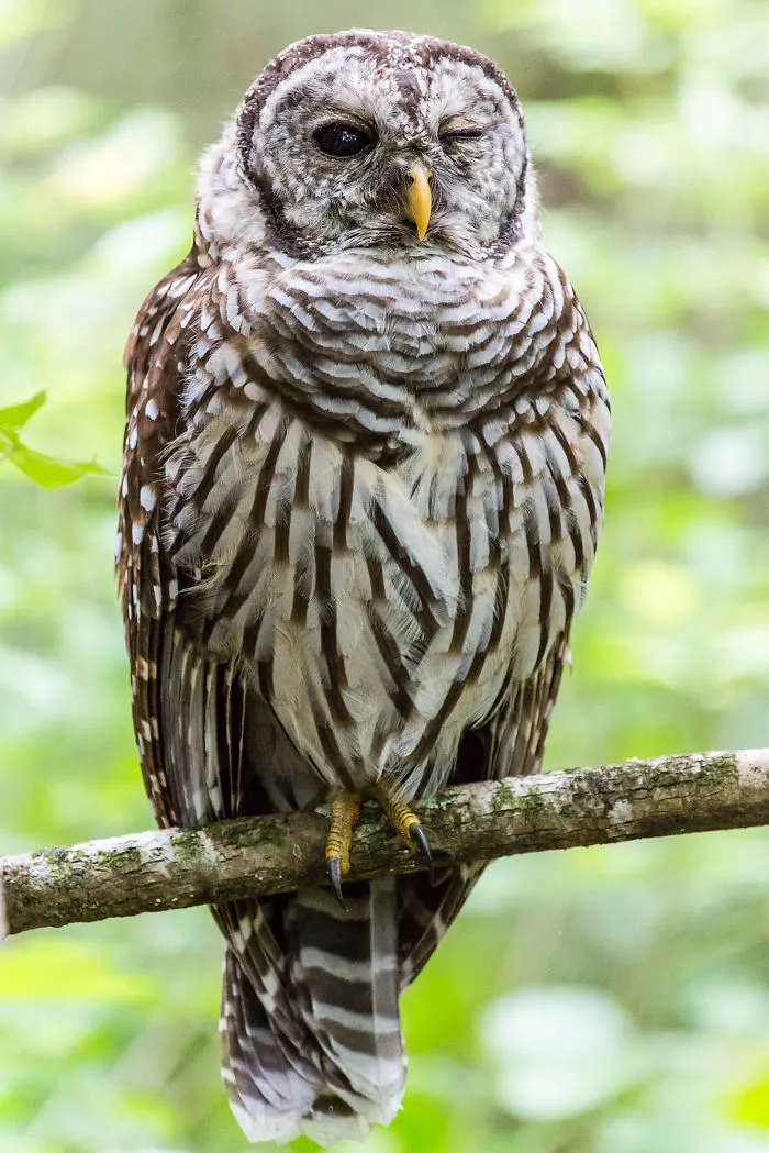 112 Majestic Owls Caught On Camera