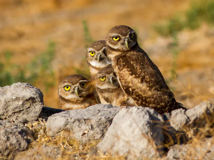 112 Majestic Owls Caught On Camera