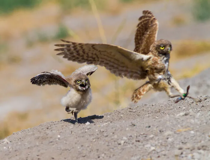112 Majestic Owls Caught On Camera
