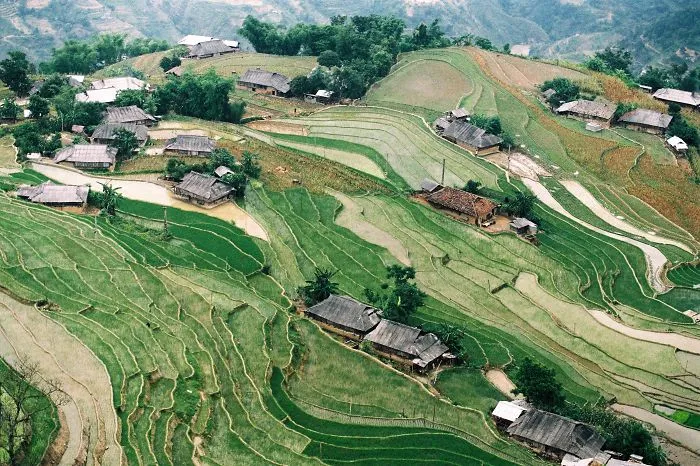 47 Hypnotizing Rice Fields That Look Like Broken Glass