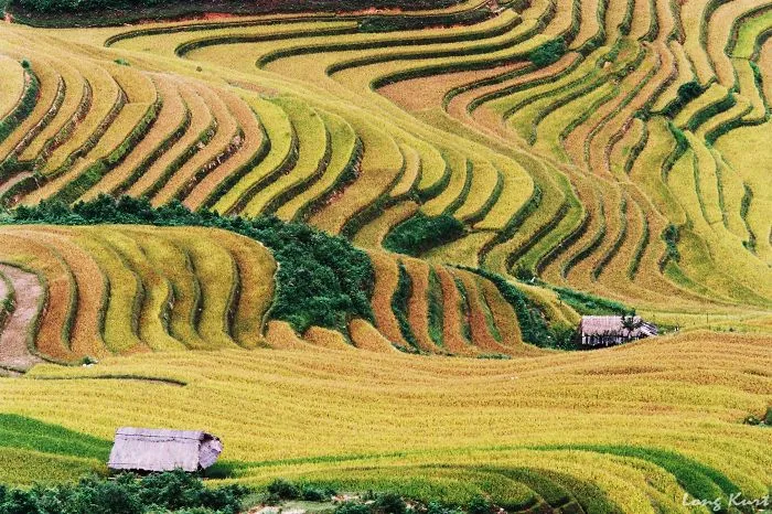 47 Hypnotizing Rice Fields That Look Like Broken Glass
