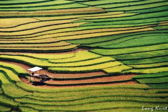 47 Hypnotizing Rice Fields That Look Like Broken Glass