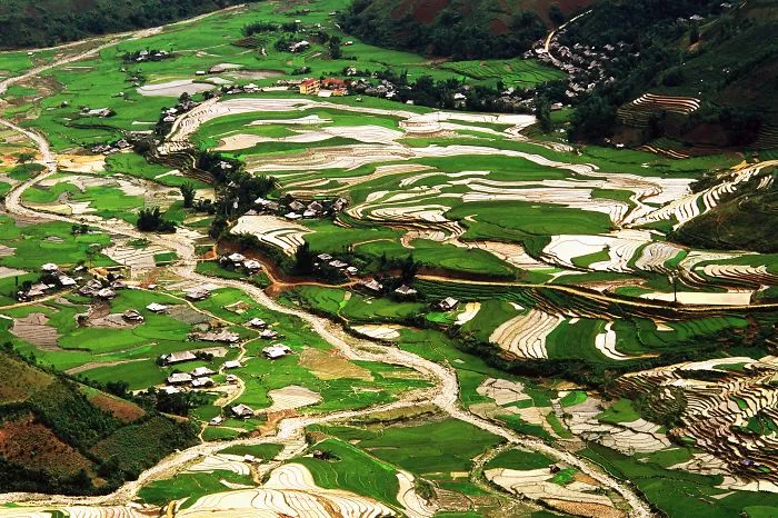 47 Hypnotizing Rice Fields That Look Like Broken Glass