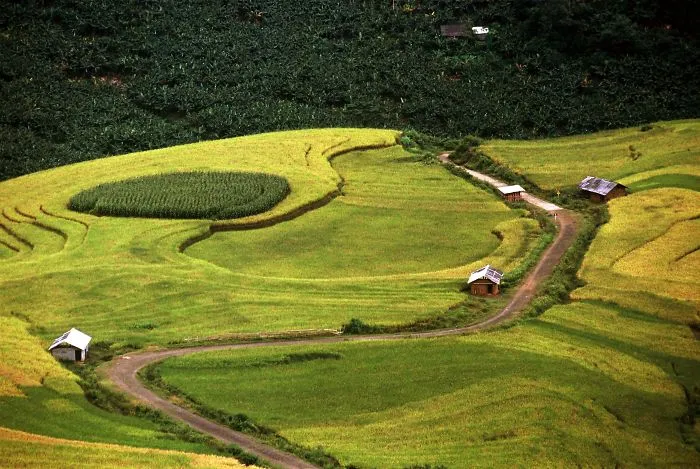 47 Hypnotizing Rice Fields That Look Like Broken Glass