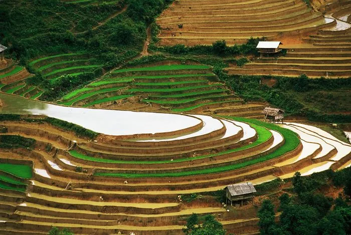 47 Hypnotizing Rice Fields That Look Like Broken Glass