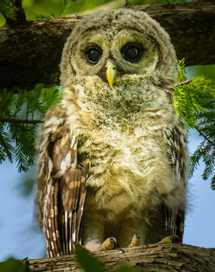 112 Majestic Owls Caught On Camera