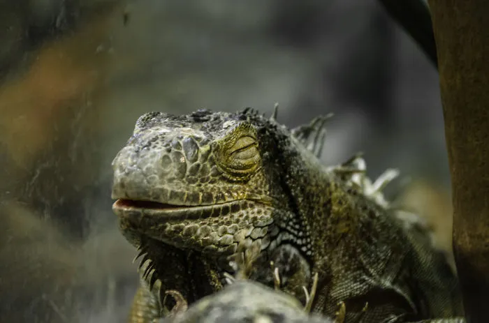 Another Quite Happy Dragon