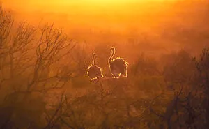 Backlit Ostriches, South Africa