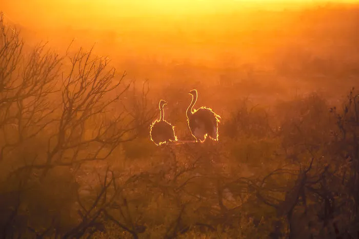 Backlit Ostriches, South Africa