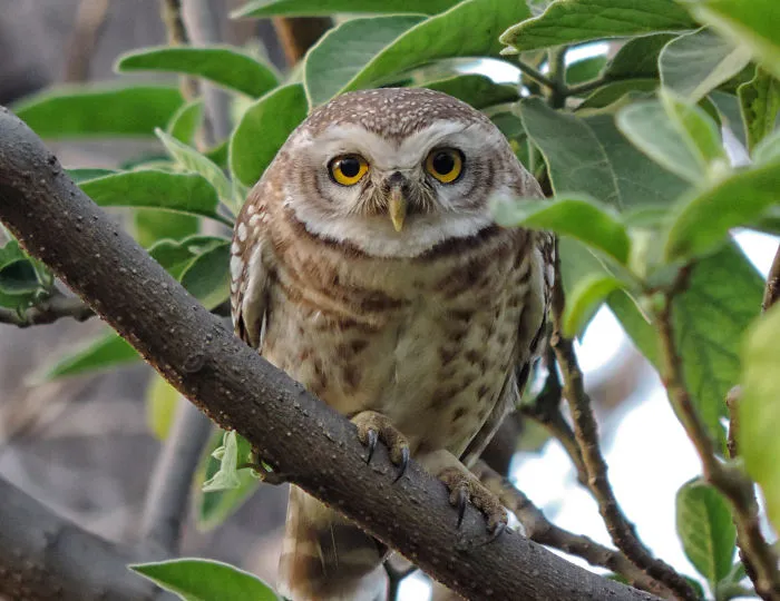 112 Majestic Owls Caught On Camera