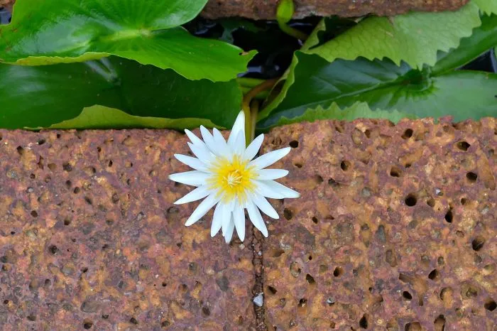 Little Flower