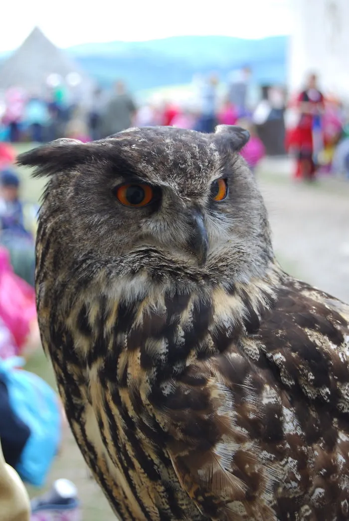 112 Majestic Owls Caught On Camera