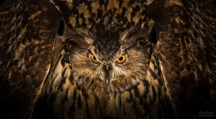 112 Majestic Owls Caught On Camera