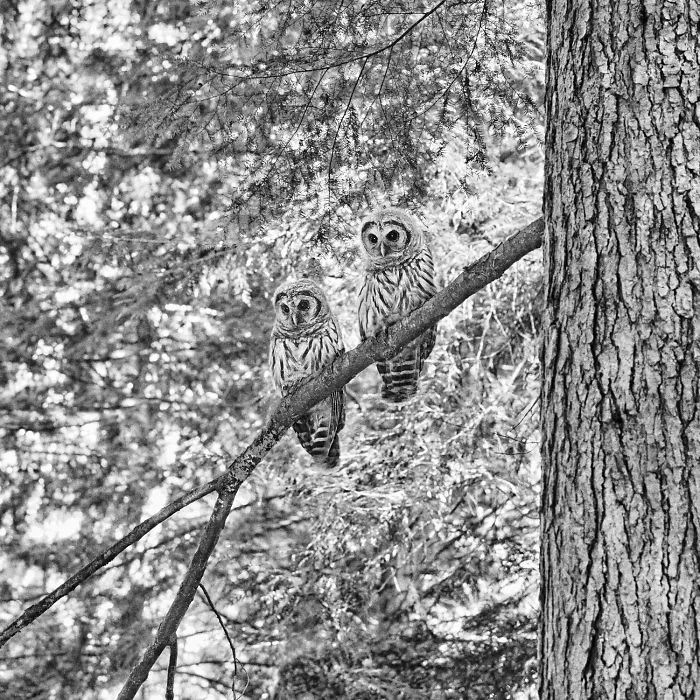 112 Majestic Owls Caught On Camera