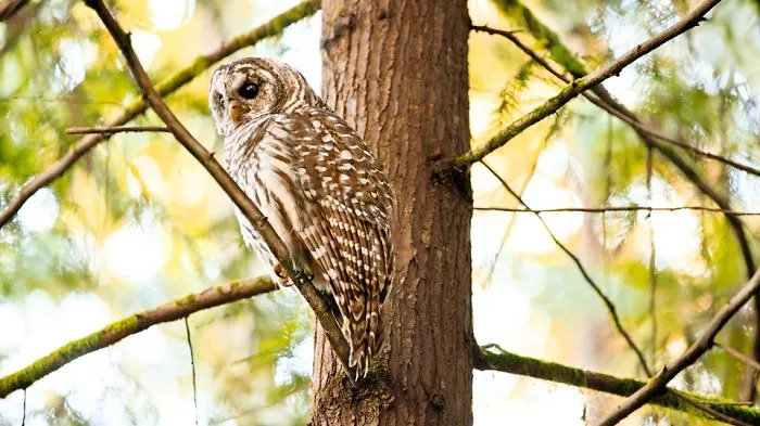 112 Majestic Owls Caught On Camera