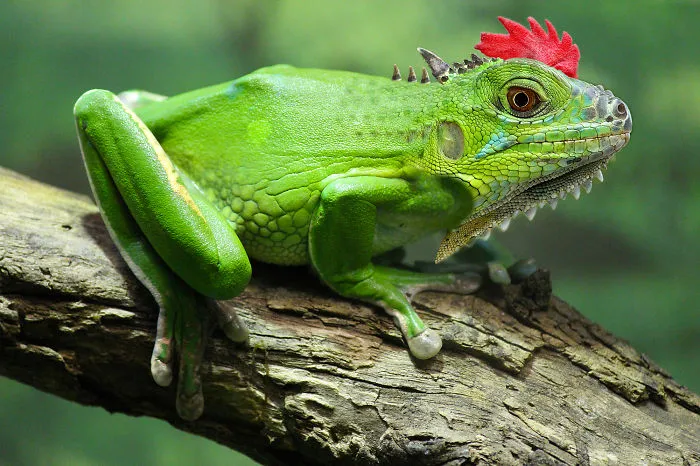 Froguana By Camille Ibasco