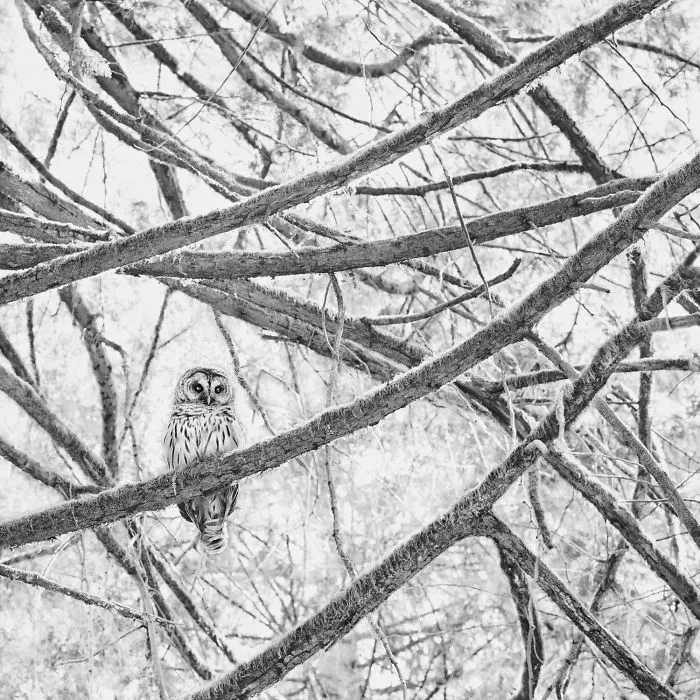 112 Majestic Owls Caught On Camera