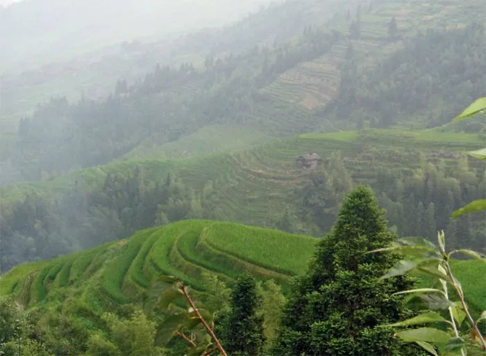 47 Hypnotizing Rice Fields That Look Like Broken Glass