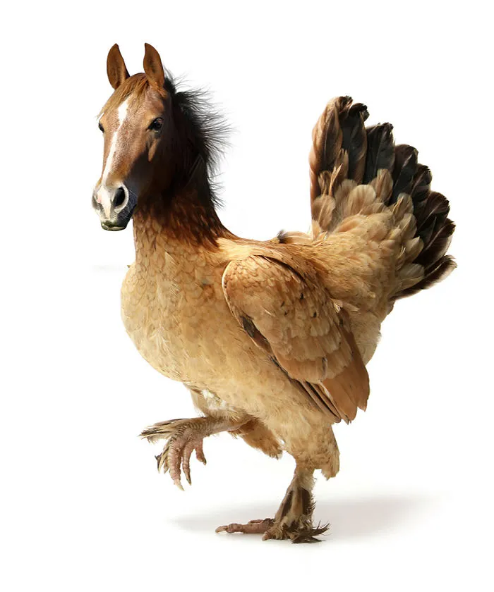 Horsicken