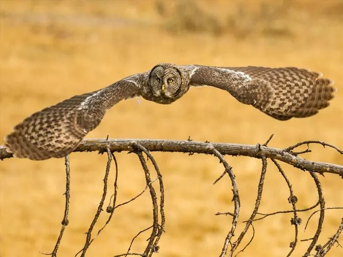 112 Majestic Owls Caught On Camera
