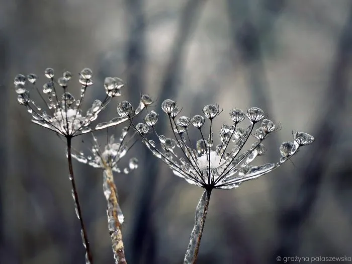 Frozen Meadow