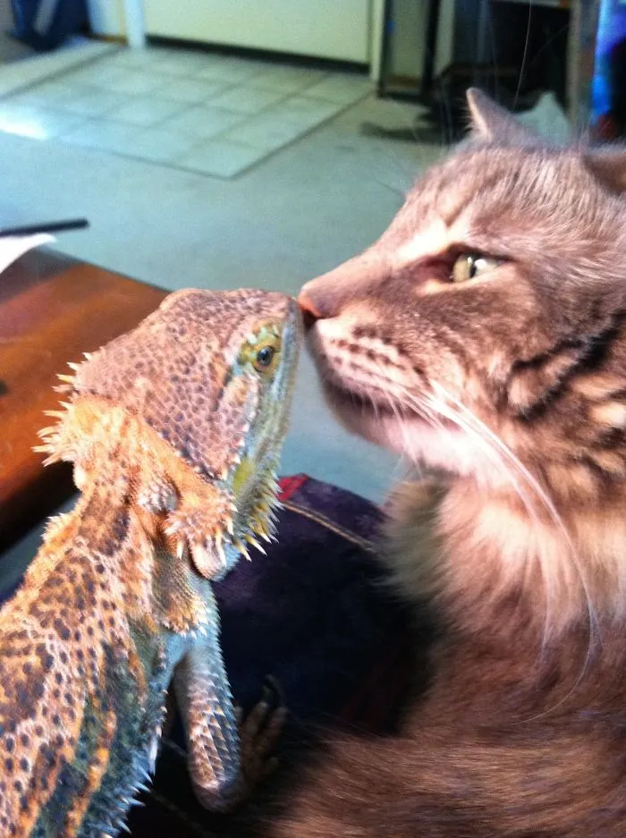 Kisses