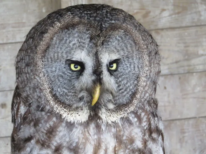 112 Majestic Owls Caught On Camera
