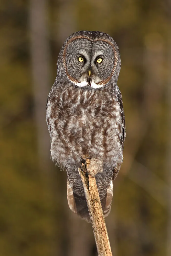 112 Majestic Owls Caught On Camera