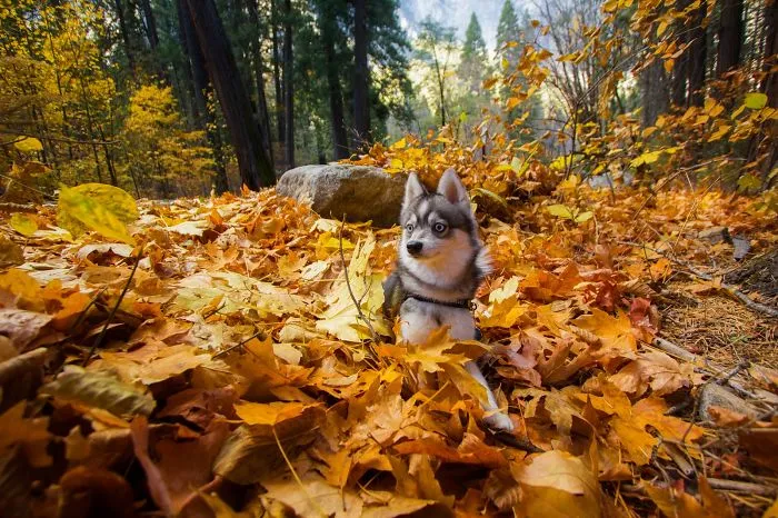 Chasing The Magic Of Autumn