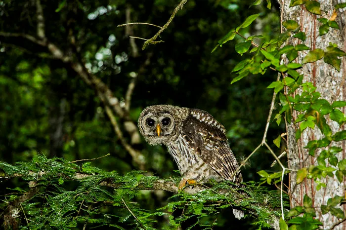112 Majestic Owls Caught On Camera