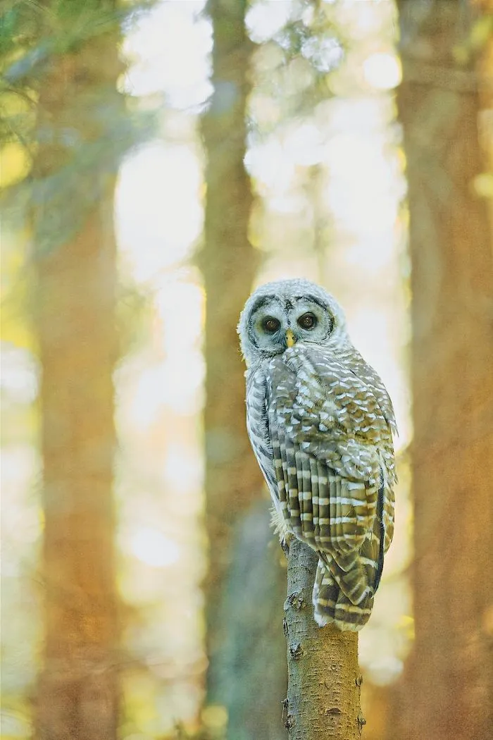 112 Majestic Owls Caught On Camera