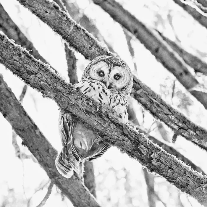 112 Majestic Owls Caught On Camera