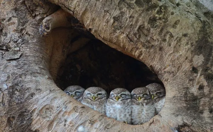 112 Majestic Owls Caught On Camera