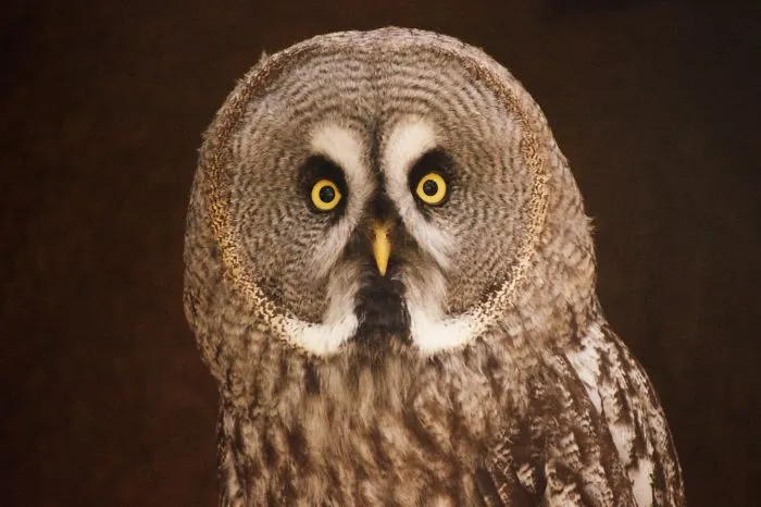 112 Majestic Owls Caught On Camera