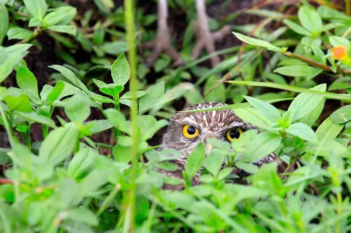 112 Majestic Owls Caught On Camera