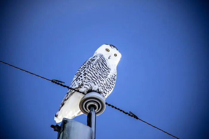112 Majestic Owls Caught On Camera