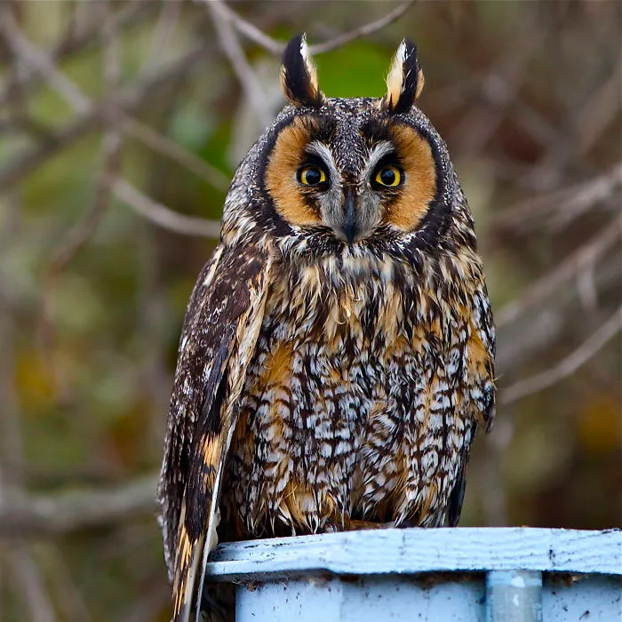 112 Majestic Owls Caught On Camera