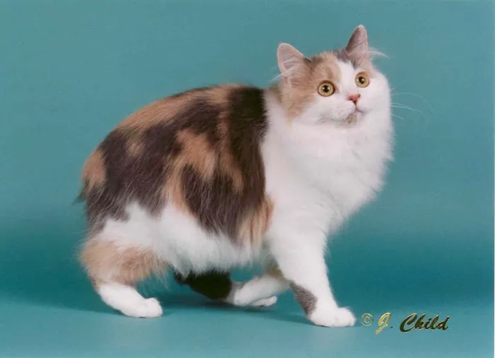Manx