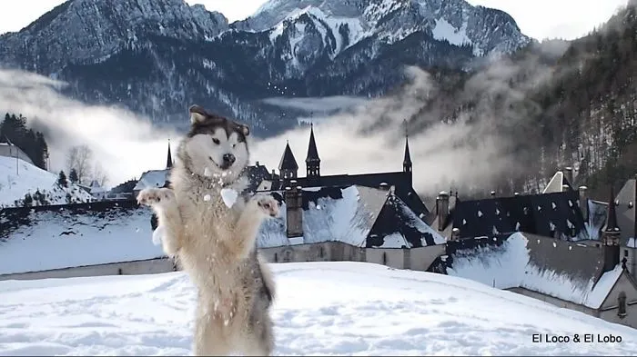 Australian-born Malamute's First Day In Snow - Next To Le Monastère De La Grande Chartreuse