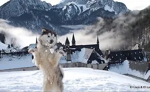 76 Animals Playing In Snow For The First Time